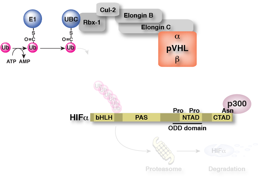 プロリンが水酸化されていないHIFαはユビキチン化・蛋白分解を免れて発現が上昇する