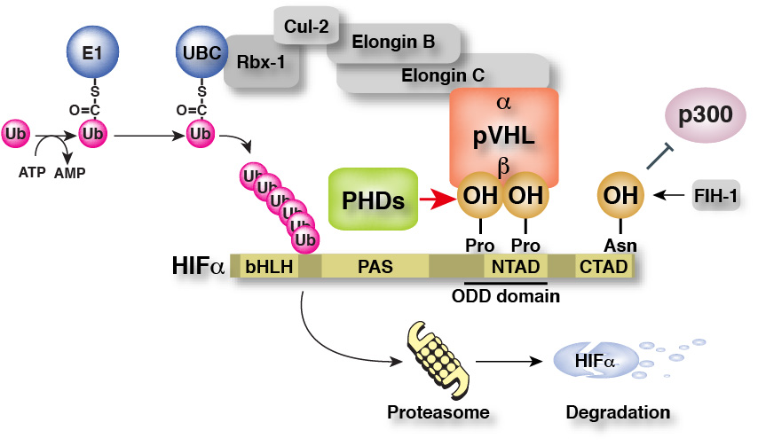 HIFαのプロリン水酸化を指標にHIFαはユビキチン化されて分解される