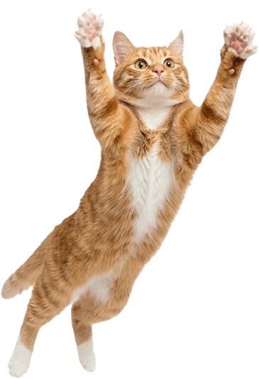 ページトップへ